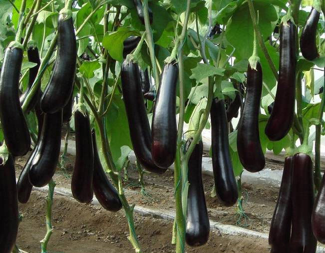 Cow dung organic fertilizer for eggplant cultivation 