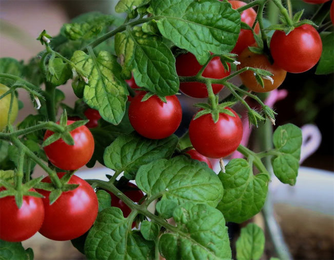 Cow dung organic fertilizer for tomato planting