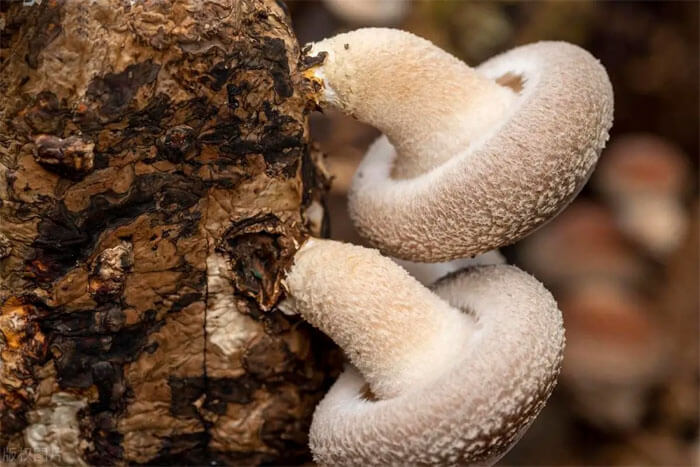 Mushroom-cultivation-uses-substrate-containing-chicken-manure Mushroom cultivation uses substrate containing chicken manure