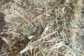 Sorghum-straw-pic Sorghum straw